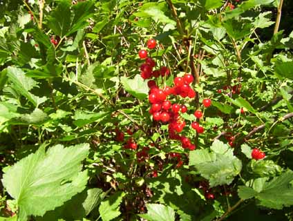 Red Currants (Ribes rubrum)