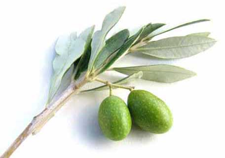 Olives (Olea europaea) ZX – Planting Justice