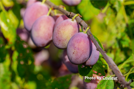 Plums, American