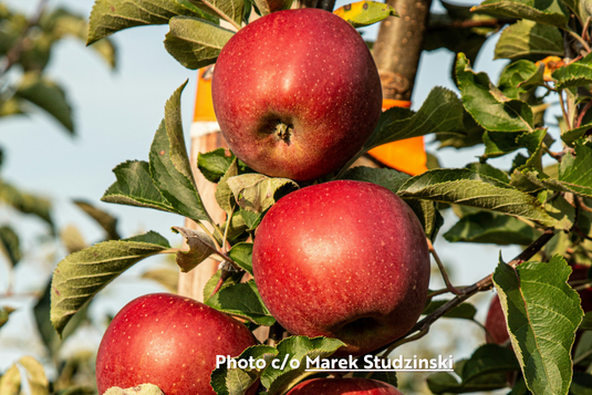 Juicy, red apples on a tree branch in bright sun, ready to be harvested!