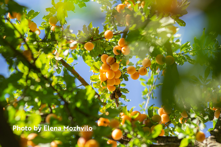 Apricots