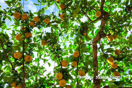 Pears, Asian (Pyrus pyrifolia)
