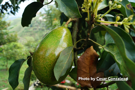 Avocados