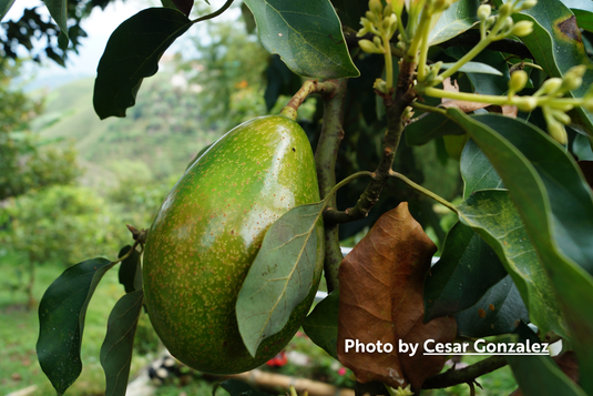 Avocados