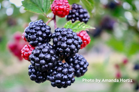 Blackberries