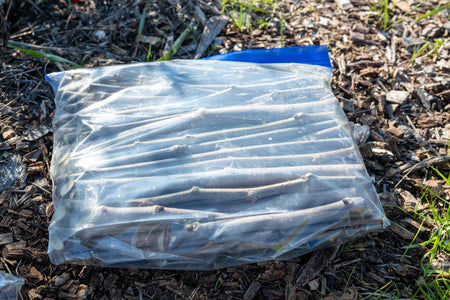 MF Mulberry Scionwood