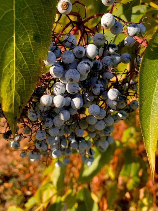 Elderberries