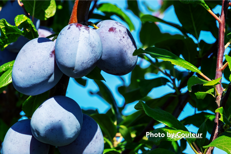 Plums, European (Prunus domestica)