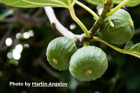 Figs (Ficus carica)