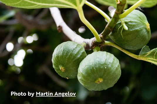 Figs