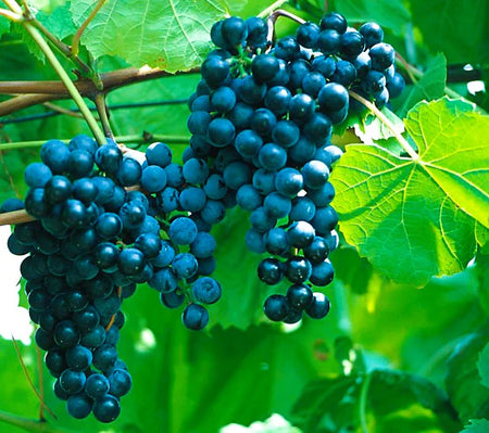 Grapes