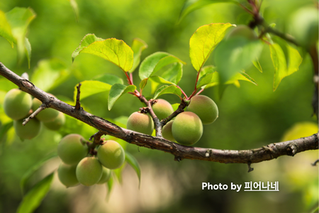 Plums, Japanese