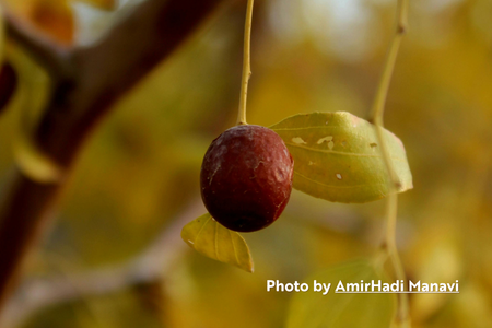 Jujubes (Ziziphus jujuba)