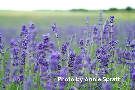 Lavender