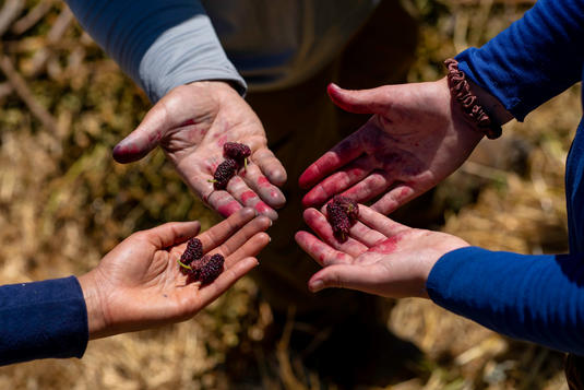 Mulberries