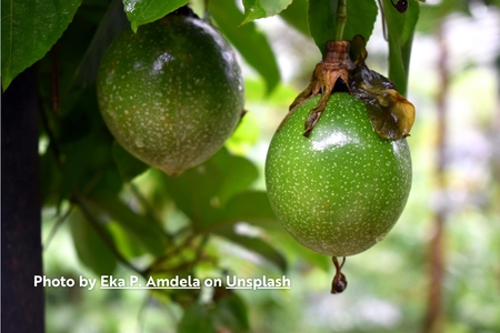 Passionfruit (Passiflora)