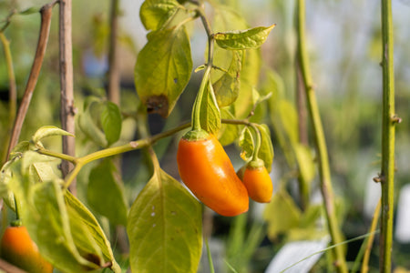 Rocoto Peppers