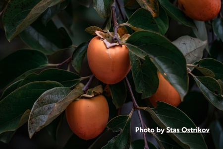 Persimmons