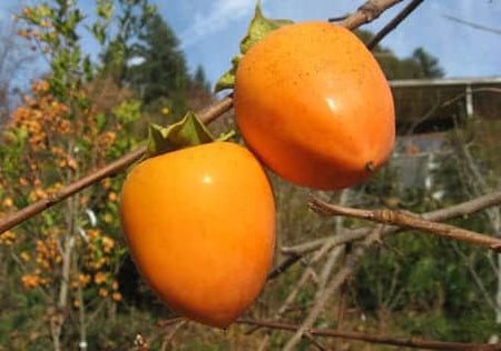 Persimmons