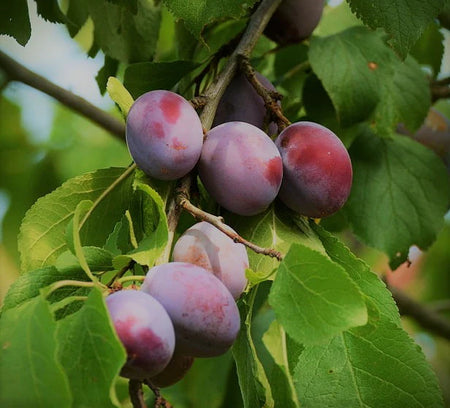 Plums