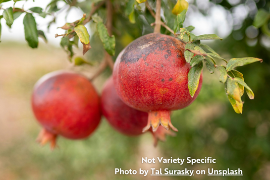 Pomegranates