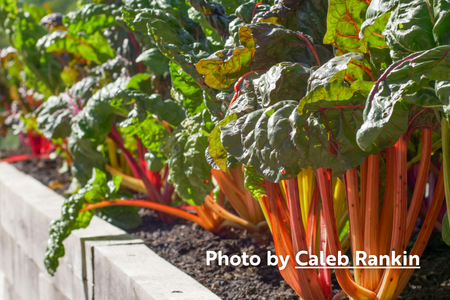 Rhubarb
