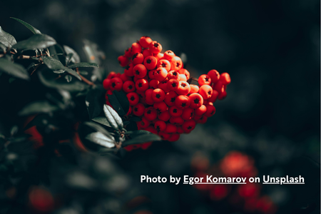 Mountain Ash (Sorbus species)