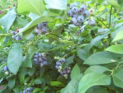 Blueberries
