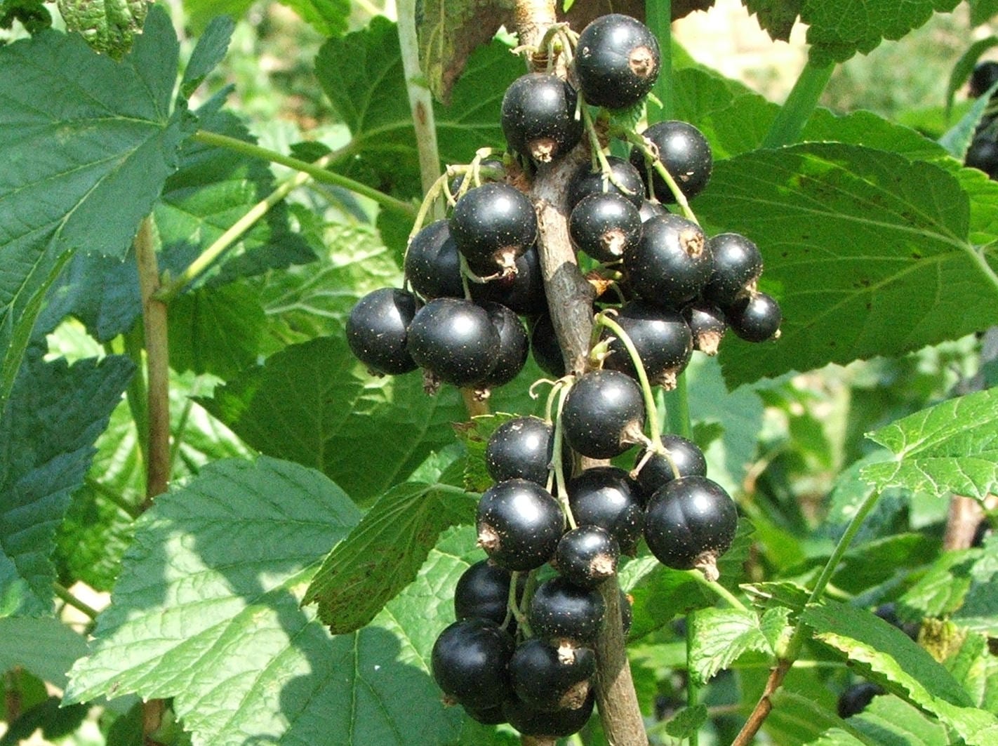 Black Currants (Ribes nigrum)