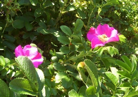 Rosa Rugosa (Sea Tomato) – Planting Justice