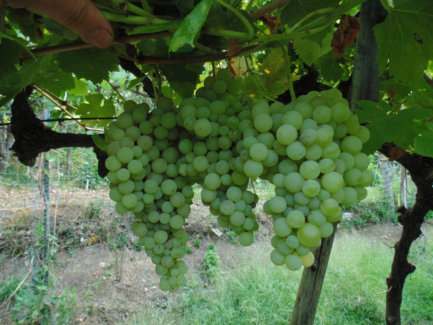 Fruiting Vine Specials