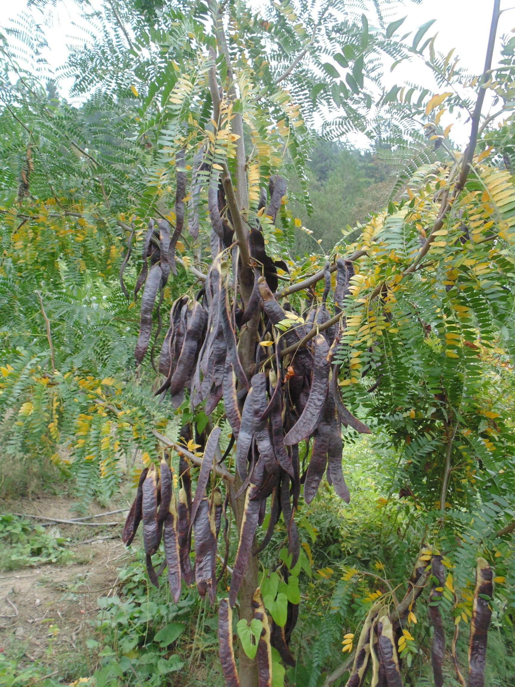 Leguminous Food Trees