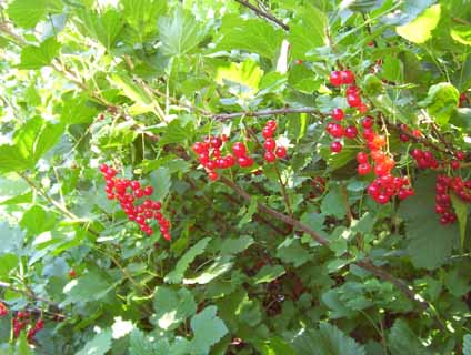 Currants (Ribes spp.)