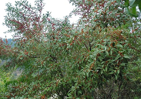 Autumn Olives