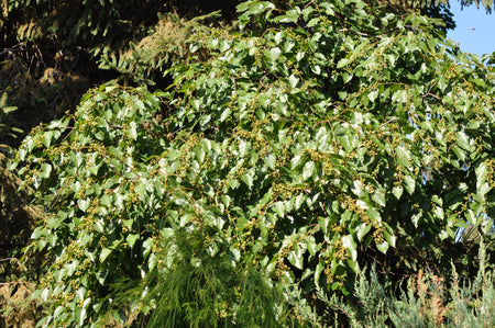 Japanese Raisin Tree (Hovenia dulcis)