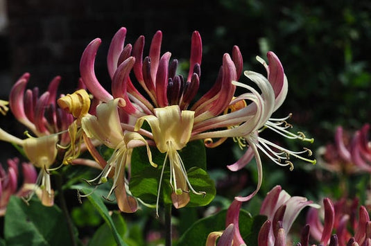 Flowering Vines