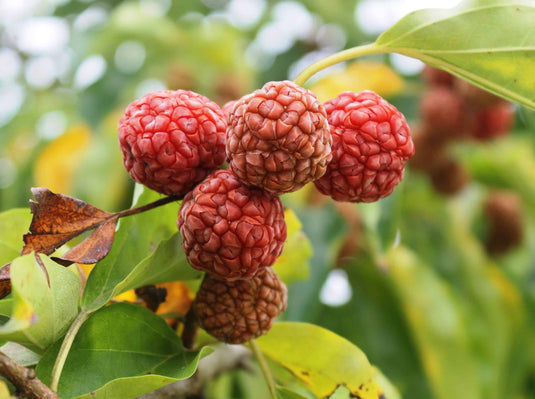 Che (Chinese Mulberry)
