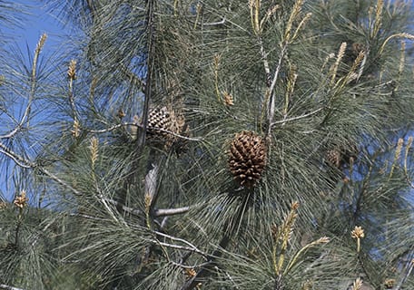 Nut Pines (Pinus spp.)