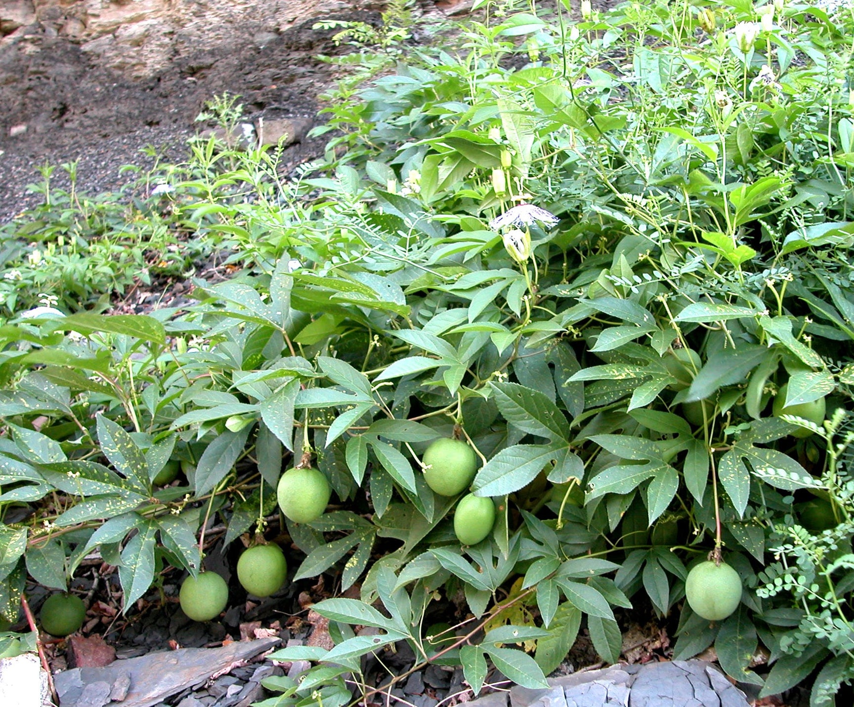 Passionfruit (Passiflora species)