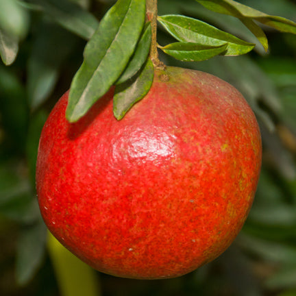 Mother Farm Pomegranate Cuttings