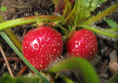 Strawberries (Fragaria x ananassa)