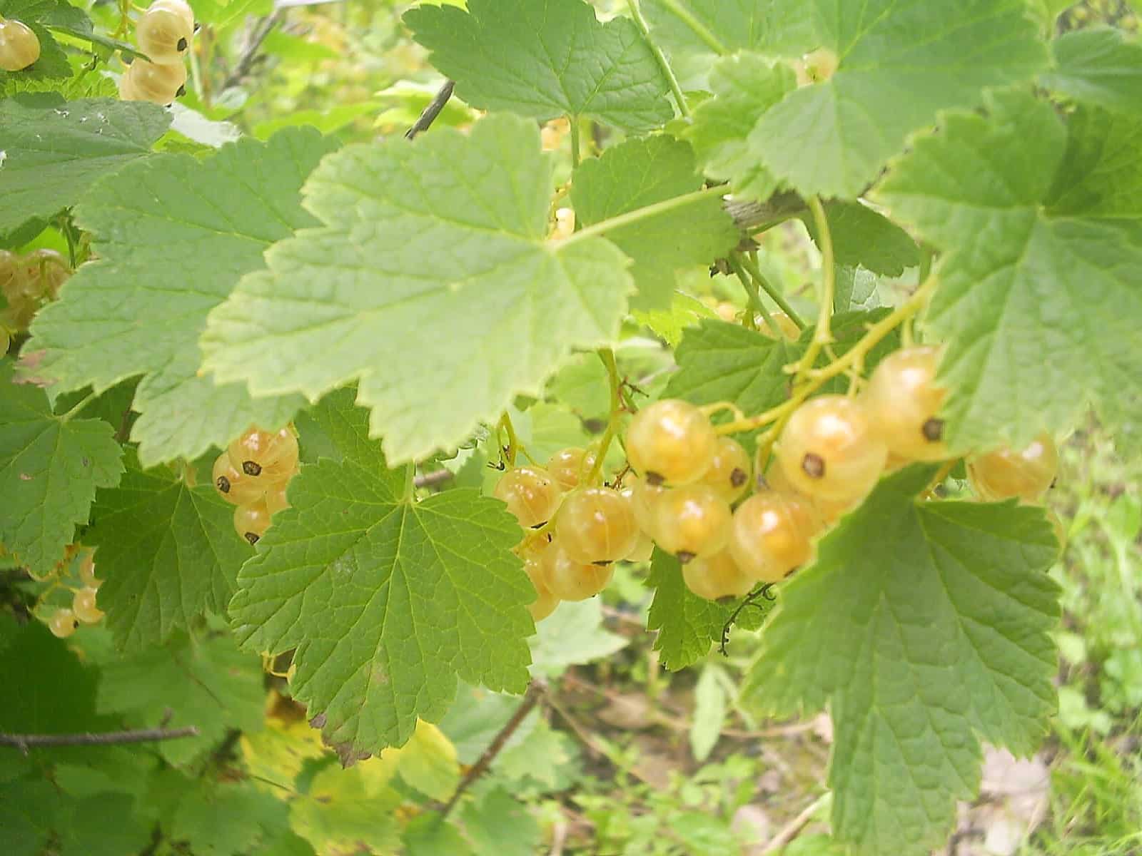 White Currants (Ribes rubrum)
