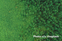 5-Plant Edible Food Forest Edge