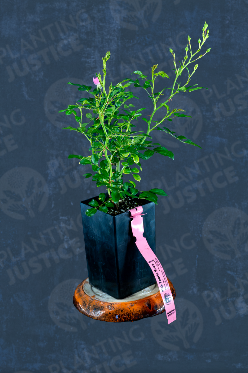 Load image into Gallery viewer, A small potted rose on a ceramic base, with a pink tag hanging from the planter, shown against a dark textured background.
