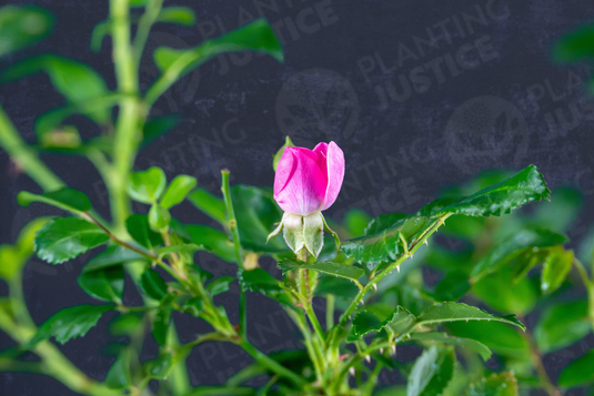 A single pink rose bud in bloom on a green rose bush with leaves, set against a dark blue background with a faint Planting Justice watermark.