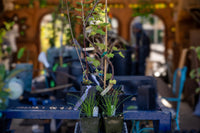 5-Plant Edible Food Forest Edge