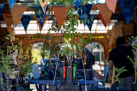Multi-Season 5-Plant Edible/Ornamental Dogwood Bundle