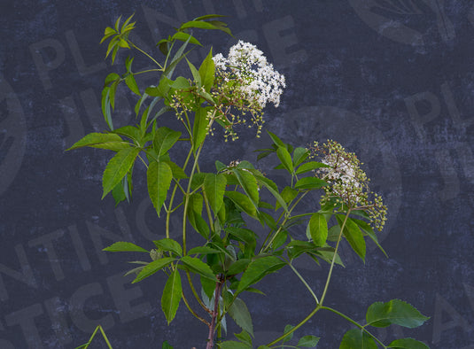 Bob Gordon Elderberry