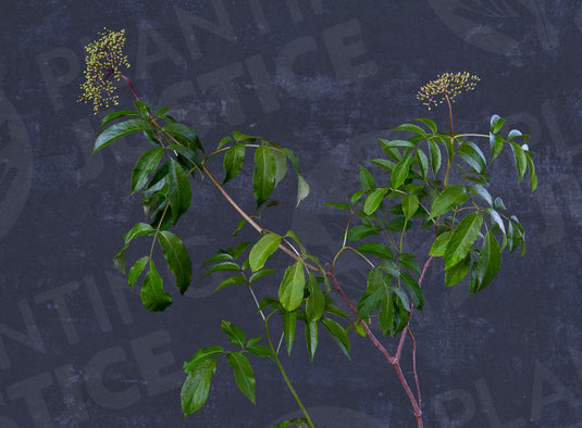 York Elderberry