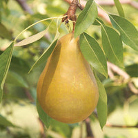 HoneySweet Pear